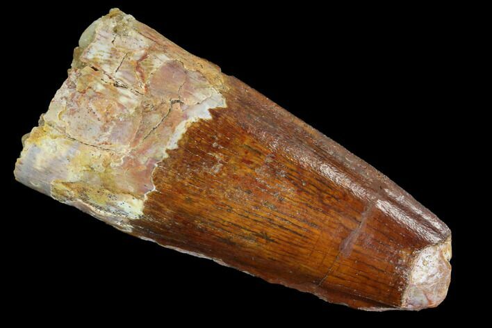 Real Spinosaurus Tooth - Feeding Worn Tip #90157
